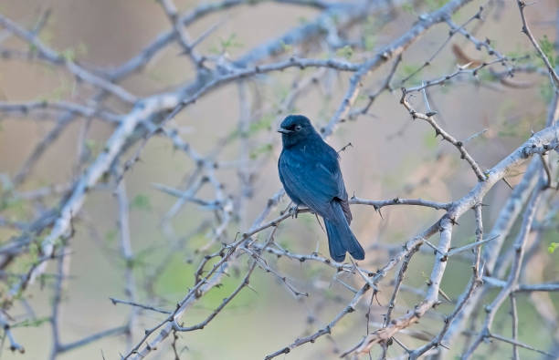istock The southern black flycatcher 1152171791