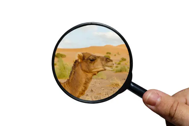 Photo of camel head, Sahara desert