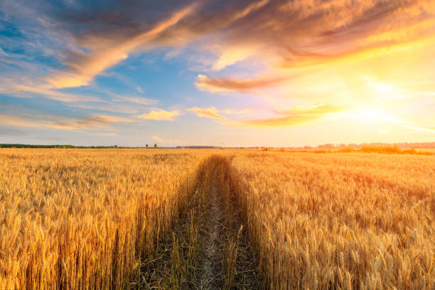 istock Field road and yellow wheat fields at sunset 1152172686