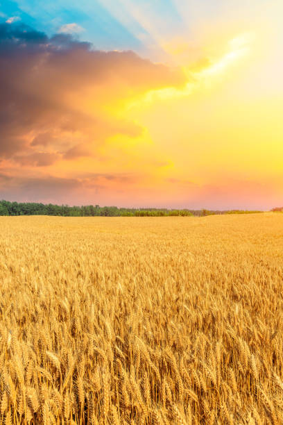 istock Wheat crop field sunset landscape 1152172777