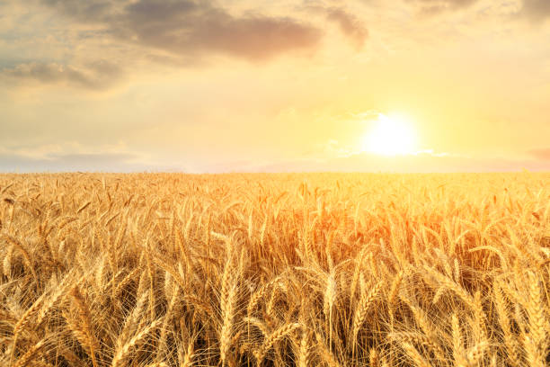 istock Wheat crop field sunset landscape 1152172778