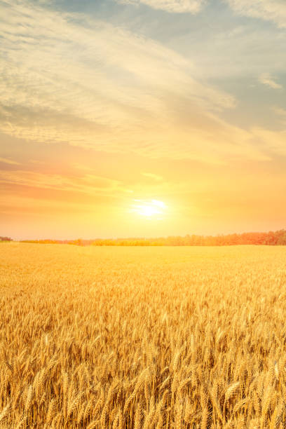 istock Wheat crop field sunset landscape 1152172819