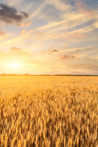 istock Wheat crop field sunset landscape 1152172902