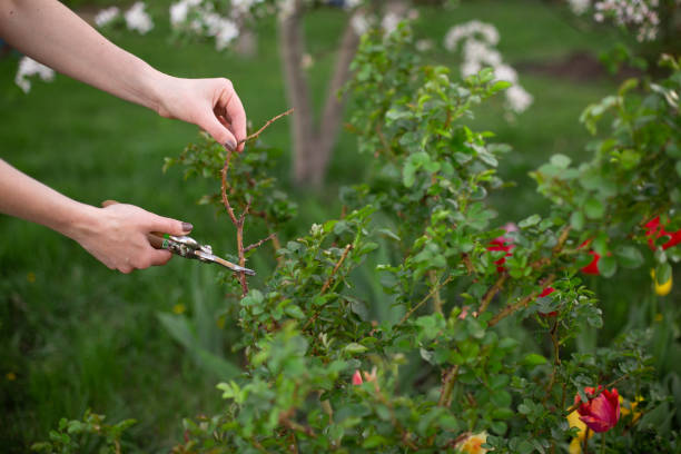 istock Pruning and cuting plant in garden in spring 1152173068