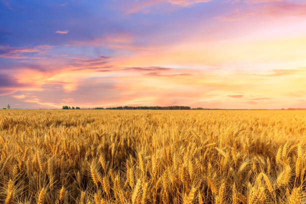 istock Wheat crop field sunset landscape 1152173094
