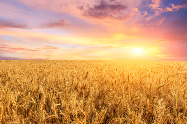 istock Wheat crop field sunset landscape 1152173148