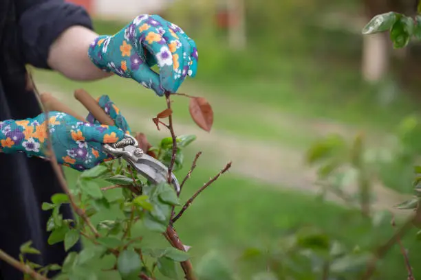 Girl cuts the dry bush branches rose with secateurs in the garden in spring. Hands of the woman closeup.