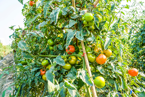 Fresh red tomatoes on plant in farm