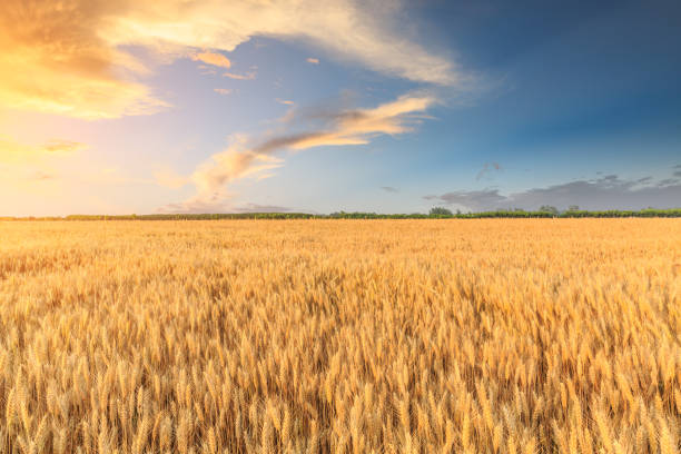 istock Wheat crop field sunset landscape 1152173334