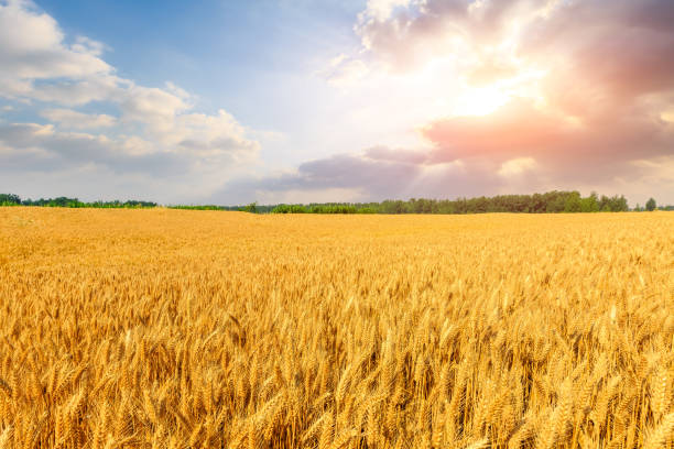 istock Wheat crop field sunset landscape 1152173346