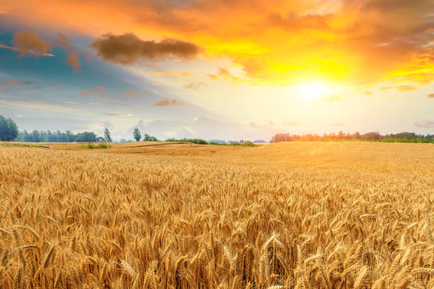 istock Wheat crop field sunset landscape 1152173457