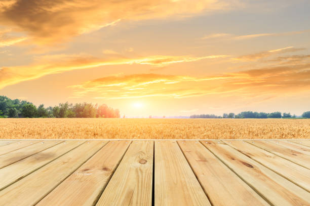 Empty wood board and yellow wheat field