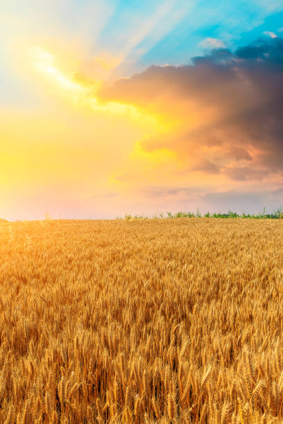 istock Wheat crop field sunset landscape 1152173602