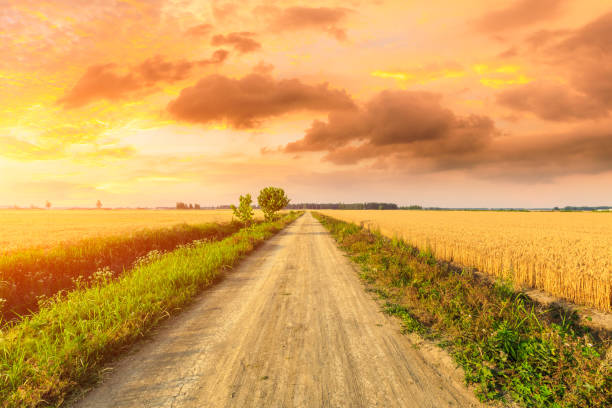 Rural dirt road and yellow wheat field natural landscape Rural dirt road and yellow wheat field natural landscape,agricultural scene country road road corn crop farm stock pictures, royalty-free photos & images
