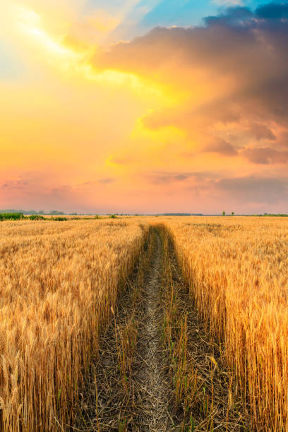 istock Field road and yellow wheat fields at sunset 1152173701