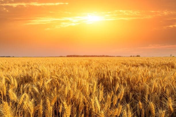 istock Wheat crop field sunset landscape 1152173762