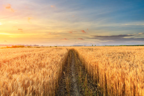 istock Field road and yellow wheat fields at sunset 1152174345