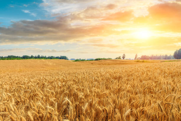istock Wheat crop field sunset landscape 1152174395