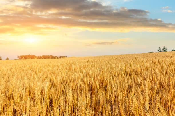 istock Wheat crop field sunset landscape 1152174396