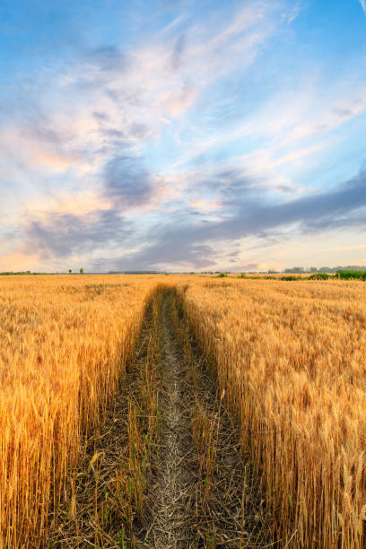 istock Field road and yellow wheat fields at sunset 1152174443
