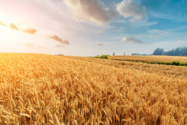istock Wheat crop field sunset landscape 1152174479