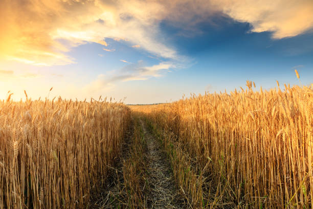 istock Field road and yellow wheat fields at sunset 1152174639