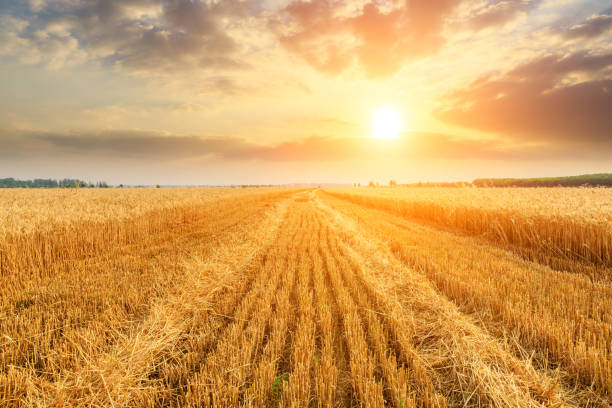 istock Wheat crop field sunset landscape 1152174657