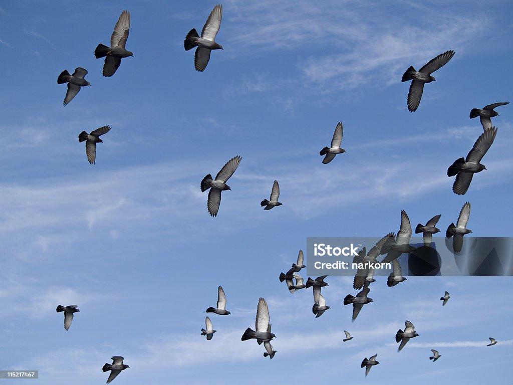 Pássaros voar-a paz em todo o mundo - Royalty-free Acima Foto de stock