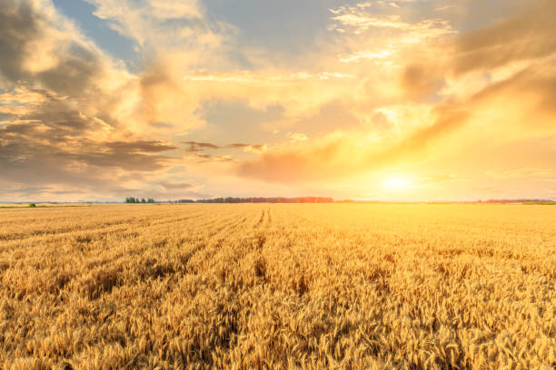 istock Wheat crop field sunset landscape 1152174719
