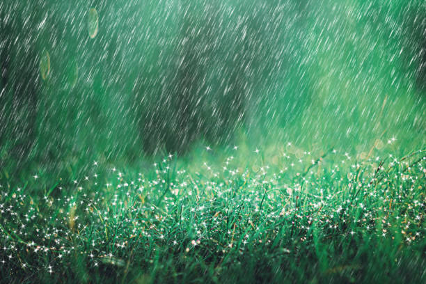 Heavy rain shower on meadow background with sparkle and bokeh. Raining in nature backdrop.