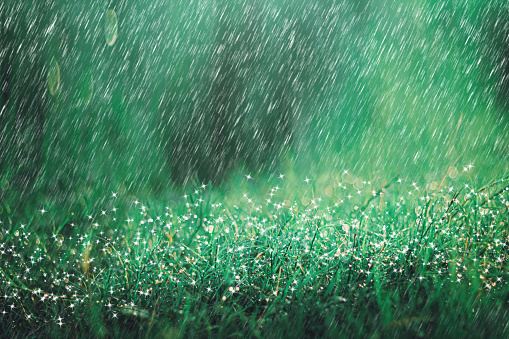Heavy rain shower on meadow background with sparkle and bokeh. Raining in nature backdrop.