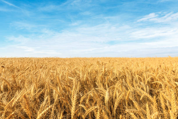 Yellow wheat field Yellow wheat field and blue sky agricultural field stock pictures, royalty-free photos & images