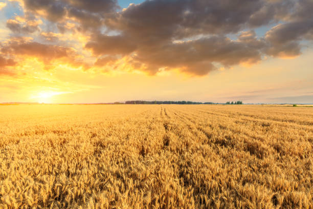 istock Wheat crop field sunset landscape 1152174856