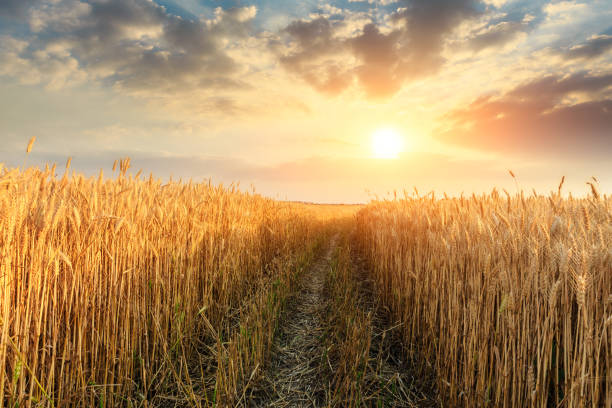 istock Field road and yellow wheat fields at sunset 1152174870