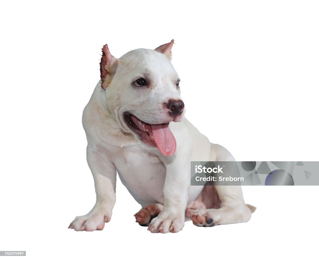 Chó Pitbull Trắng Bị Cô Lập Trên Nền Trắng Với Con Đường Cắt Bên ...
