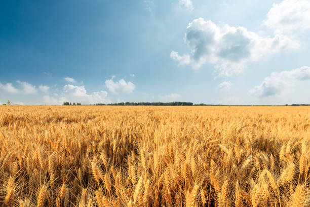 istock Yellow wheat field and blue sky 1152176567