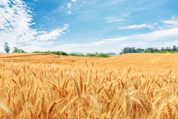 istock Yellow wheat field and blue sky 1152176601