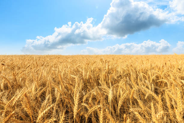 istock Yellow wheat field and blue sky 1152176650