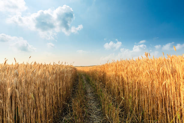 Field of ripe wheat against a blue sky. Ukrainian national symbol