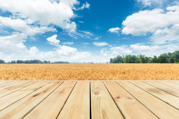 istock Empty wood board and yellow wheat field 1152177435