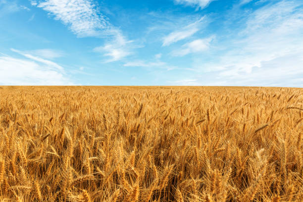 istock Yellow wheat field and blue sky 1152177636