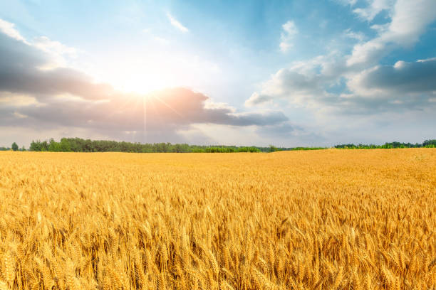 istock Wheat crop field sunset landscape 1152177683