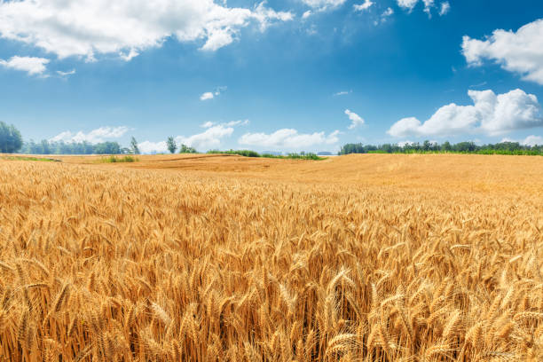 istock Yellow wheat field and blue sky 1152177843