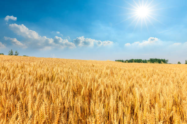 istock Yellow wheat field and blue sky 1152177857