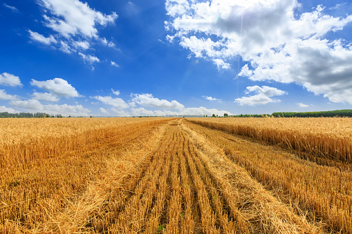 Yellow wheat field and blue sky,agricultural scene