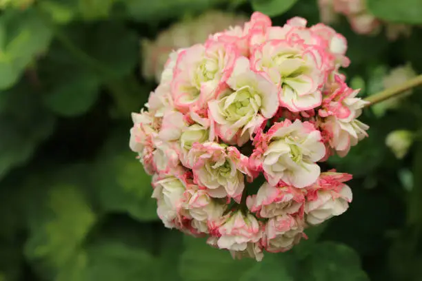 Geranium Apple Blossom Rosebud. Close-up of blooming pink pelargonium.