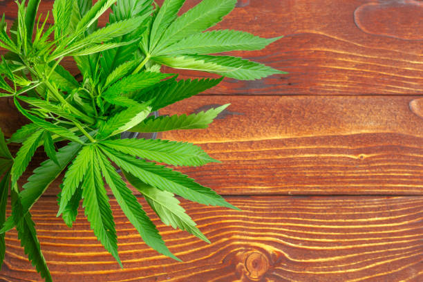 istock cannabis leaf on wooden table 1152179189