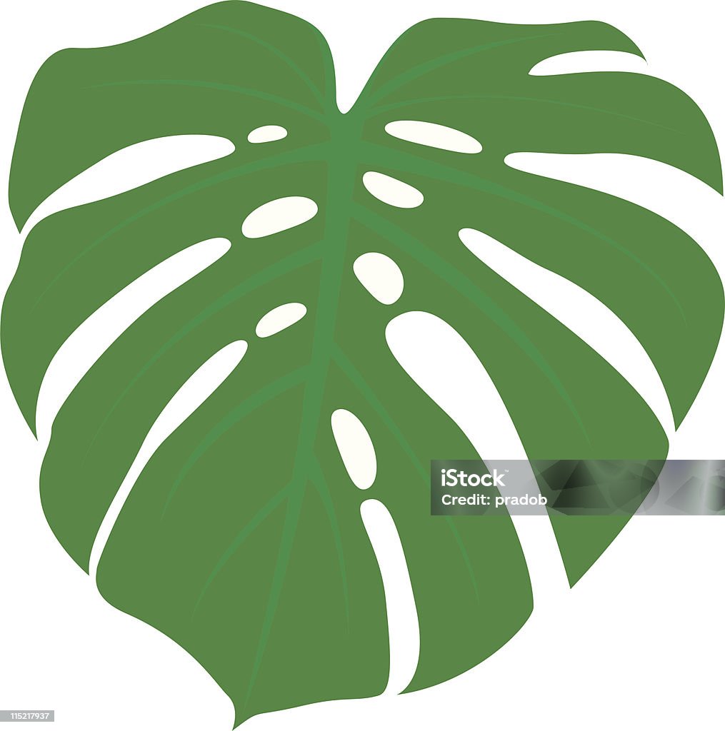 Monstera Leaf Monstera iluustration Cheese Plant stock vector