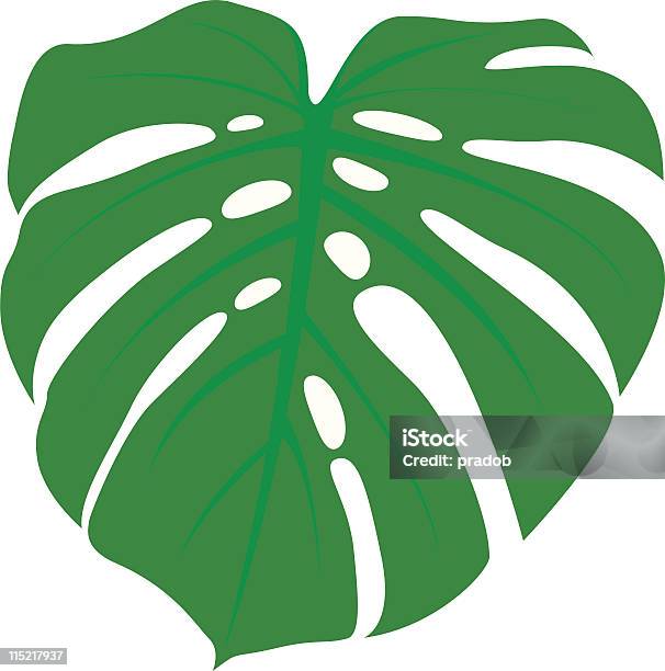 Monstera Leaf Stock Illustration - Download Image Now - Cheese Plant, Color Image, Flower