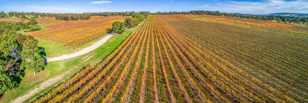 istock Large vineyard in autumn - aerial panoramic landscape 1152180694